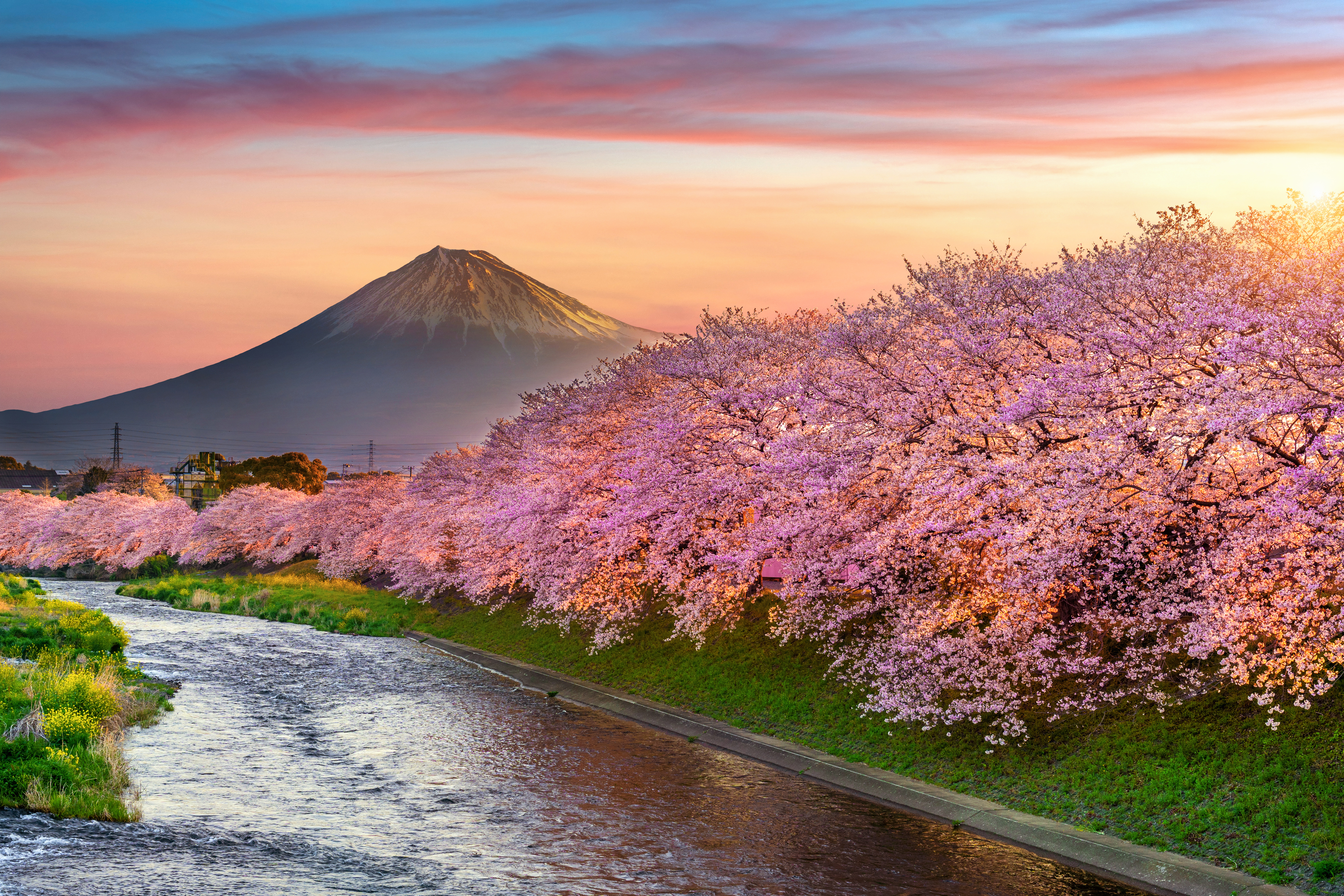 Blooming Japan (Cherry Blossom Special)