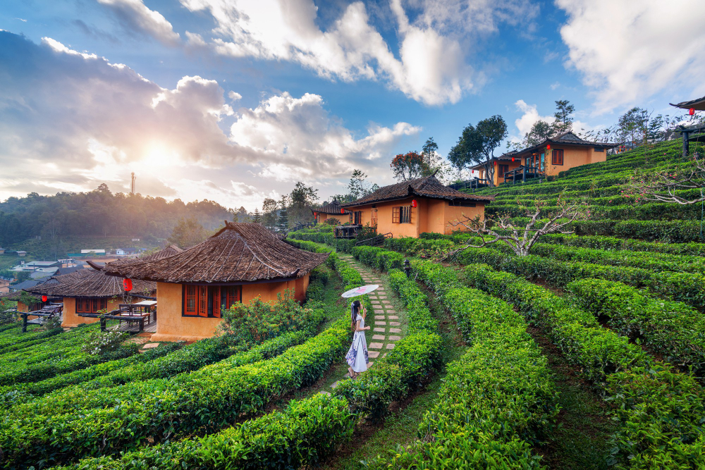 Heaven on Hills - Darjeeling