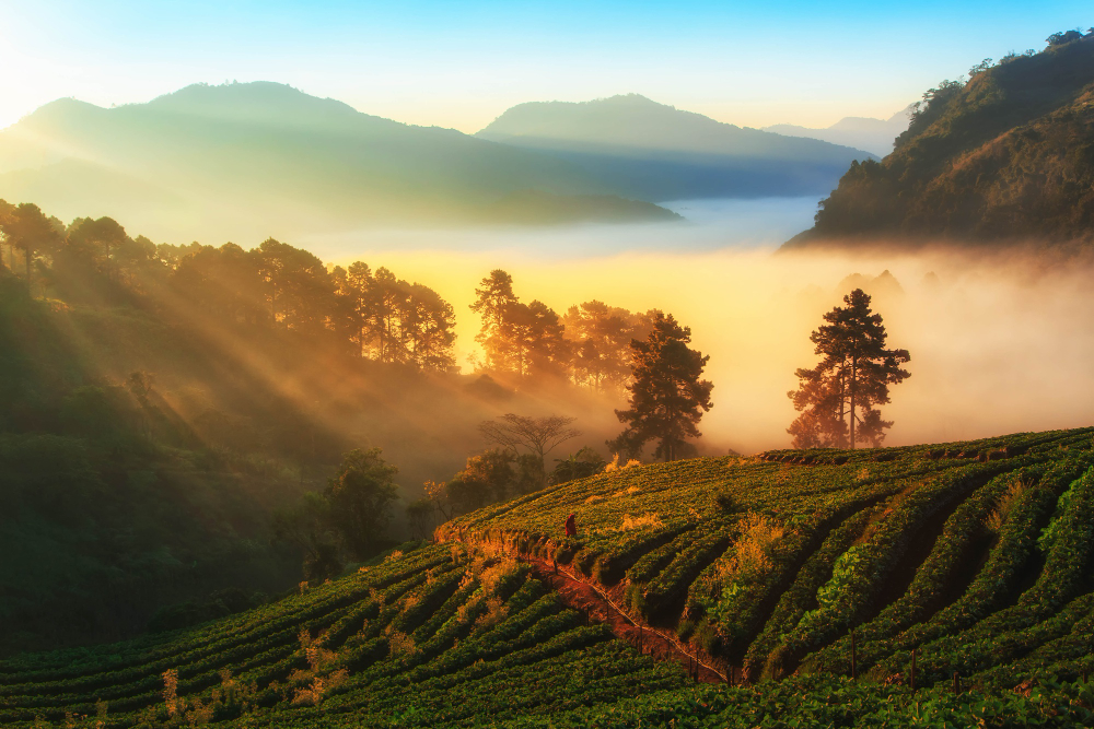 Unique Himalaya - Darjeeling