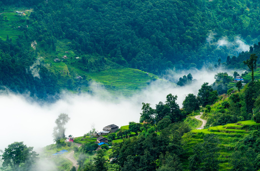 Himalayan Treasures - Darjeeling