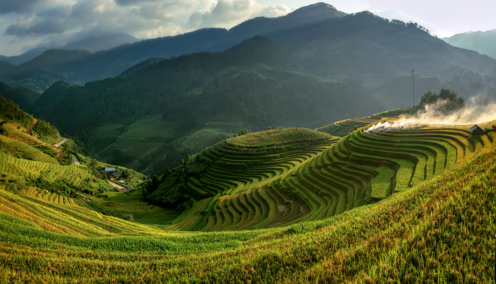 Amorous Dale - Darjeeling