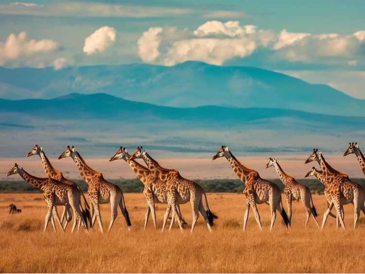 Roar & Explore Tanzania Untamed