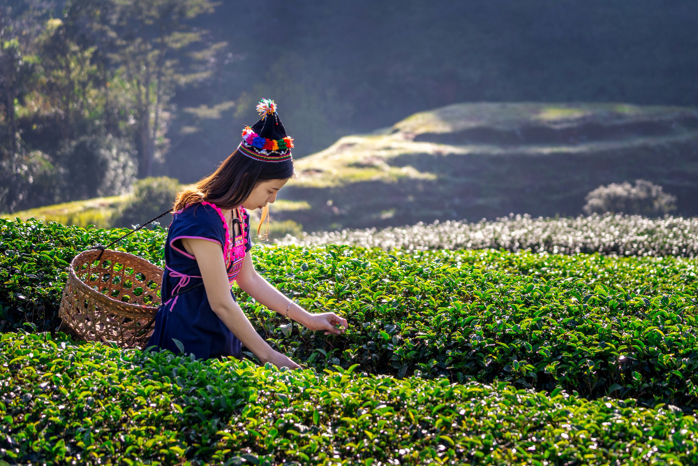 Sikkim Engrossed - Darjeeling