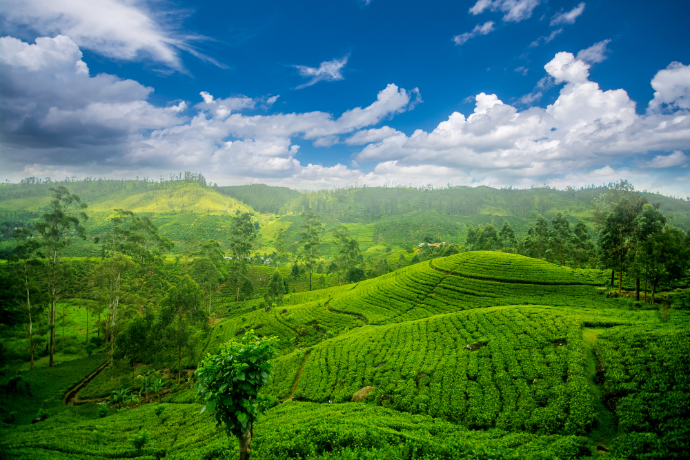 Discover Darjeeling