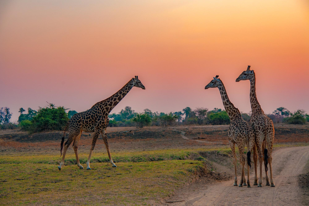 Kenya's Wild Serenade