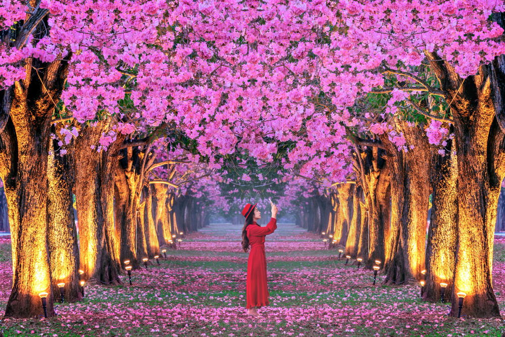 CHERRY BLOSSOM JAPAN – 7 Nights / 8 Days 🌸