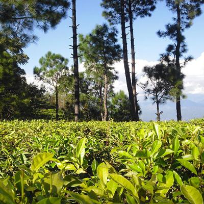 Kumaon Escape 5n&6d