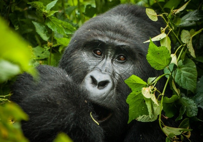 4 DAYS UGANDA GORILLA SAFARI EX KIGALI– 2026