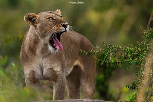 7 DAYS TANZANIA SAFARI