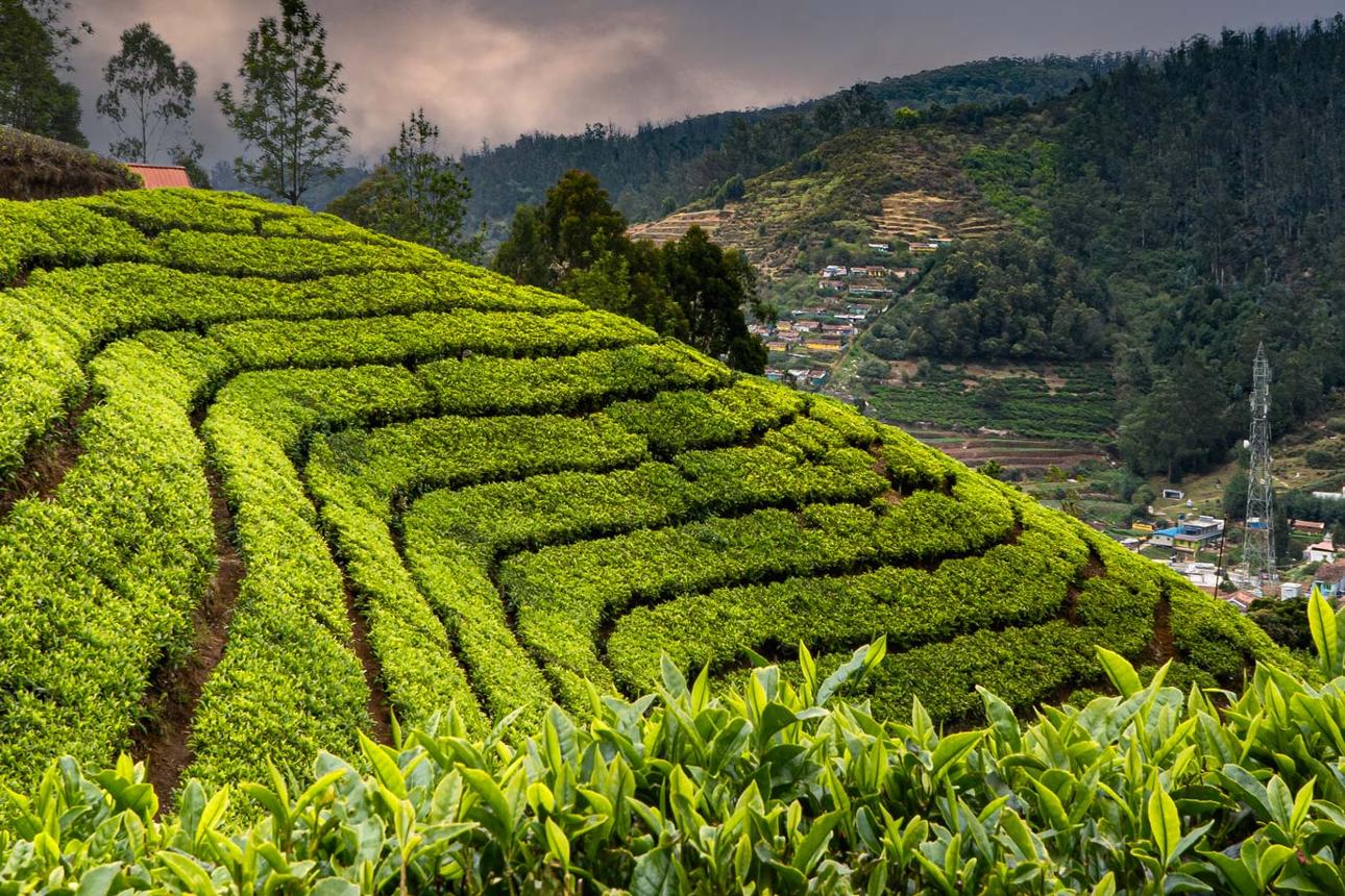 Royal Mysore & Wayanad Nature Escape
