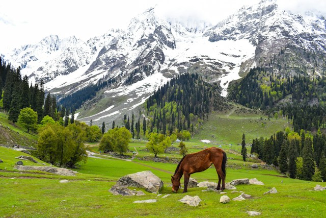 Heavenly Kashmir Tour