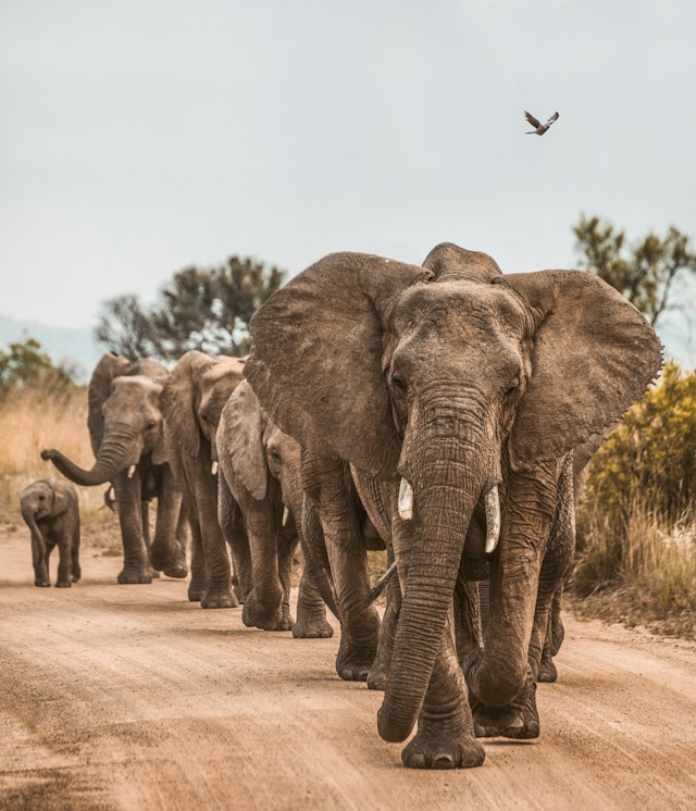 South African Explorer