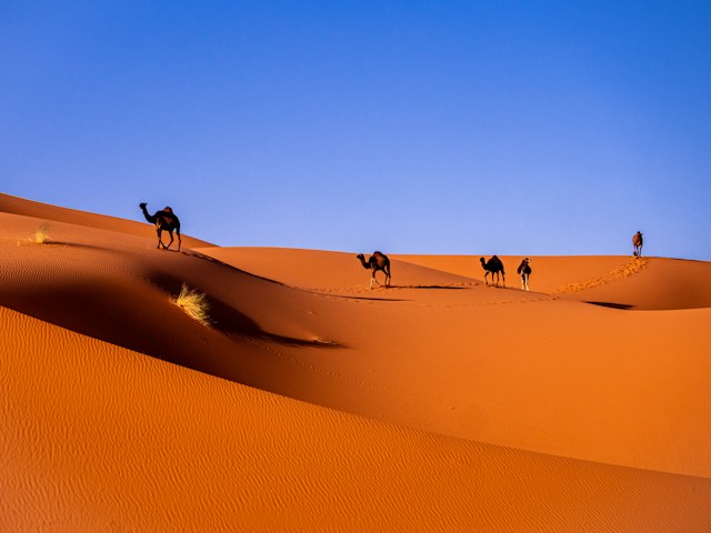 AUTHENTIC DESERT