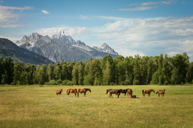 National Parks Wonders (Van Tour)